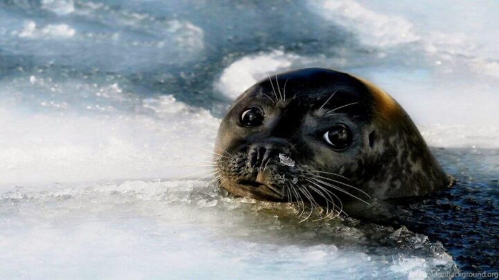 Чудеса природы: в США тюлени совершили захват общественного пляжа