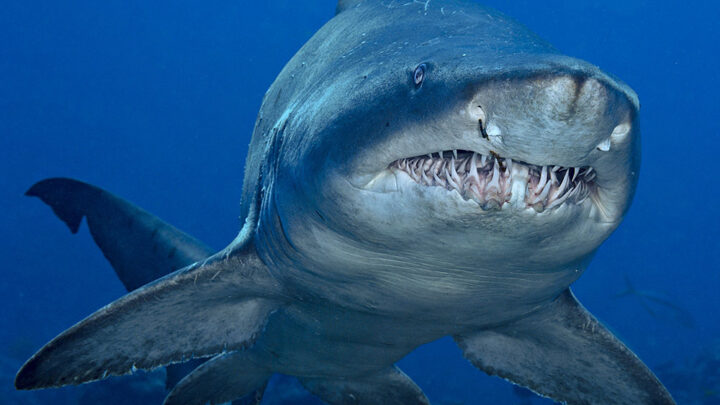 Поумневшие акулы терроризируют Японию