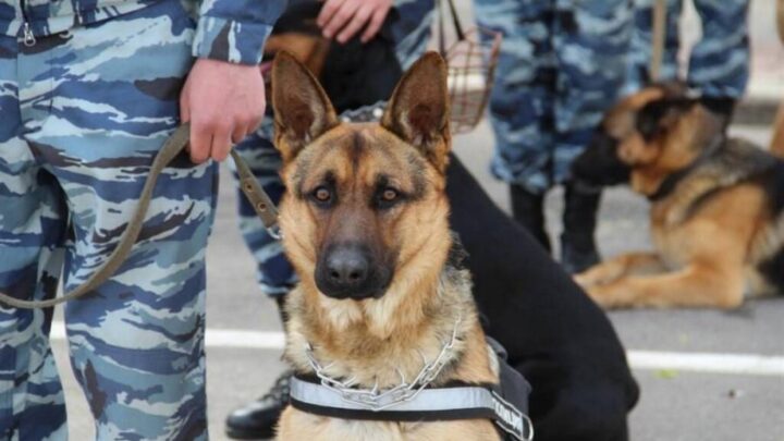 Полицейская служебная собака отравилась наркотиками, обнюхивая туристов