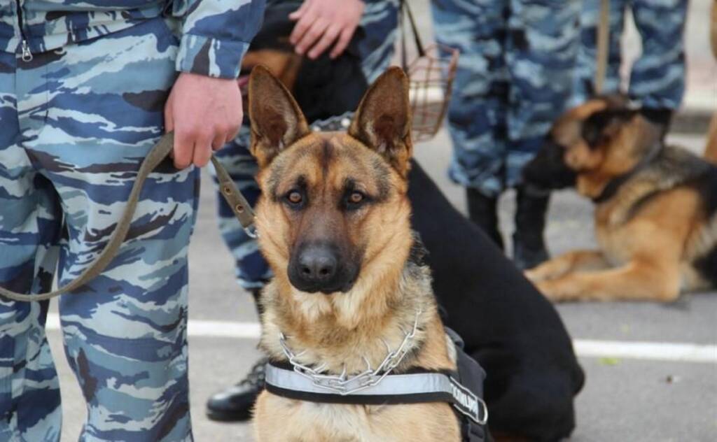 Полицейская служебная собака